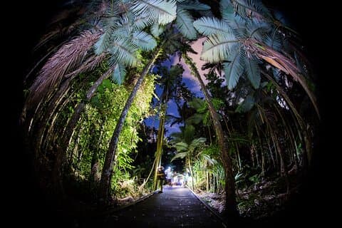 Cairns: Night Wildlife Walk in the Botanic Gardens