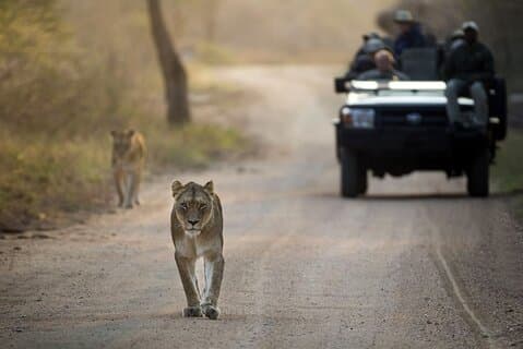 4 Day Greater Kruger Kapama Game Lodge Safari and Panorama Route