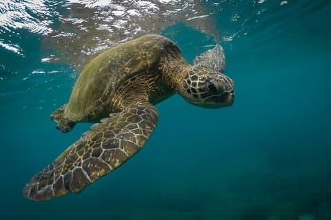 Snorkeling com tartarugas marinhas em Mirissa (Pickup and Drop incluído)