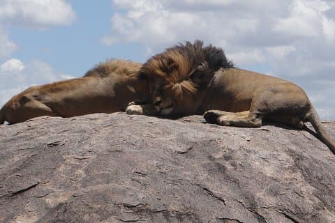 3 dagars magisk safari (Arusha, Tarangire & Manyara NP)