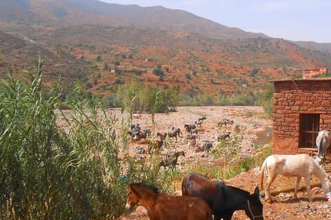 Zat-dalen og Atlasfjellet privat dagstur fra Marrakech med lunsj.