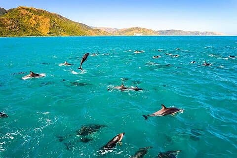 Kona Snorkel Tour: Captain Cook Reef Snorkel, Dolphin & Sea Caves