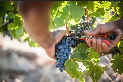 Full day Shared Cape Winelands Day tour, (Stellenbosch, Paarl & Franschhoek)