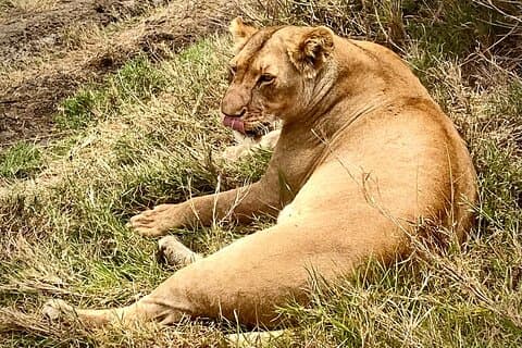 5-tägige private Safari in der Serengeti mit Unterkunft