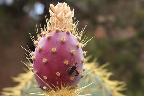 Halvdags guidad vandring i Joshua Tree National Park