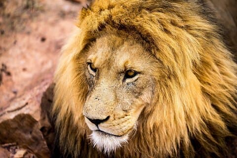 Aquila Safari Game Drive, lunsj og delt transport fra Cape Town