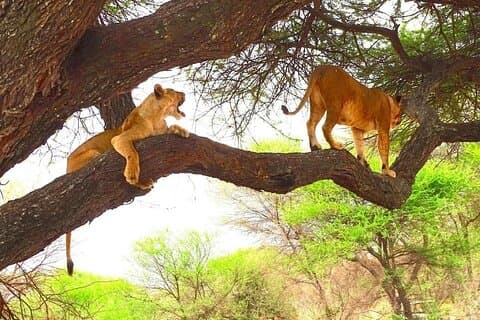 8 days Kenya highlights safari.