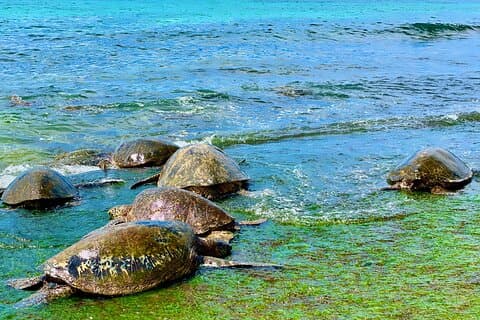 Oahu Guided Circle Island Tour, Svøm med skildpadder, Dole, Blowhole