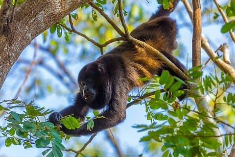 Altun Ha, Monkey Sanctuary og Rum Factory Tour fra Belize City