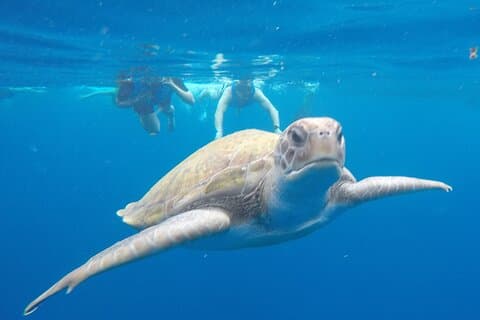 Ruta en Kayak por Costa Volcánica en Tenerife Sur con Esnórquel