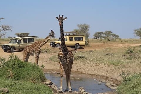 Private Multi day Safari tour in Tanzania
