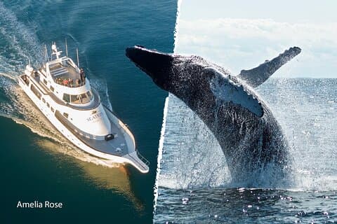 Crucero de avistamiento de ballenas en un yate en Reikiavik
