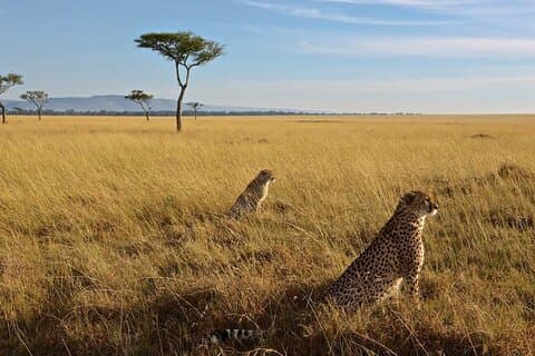 3-dagars Masai Mara-grupp går med i Safari Adventure