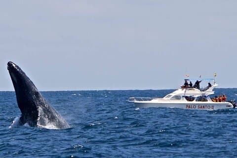 Full Day Humpback Whale Watching Shared Tour in Samana from Cap Cana