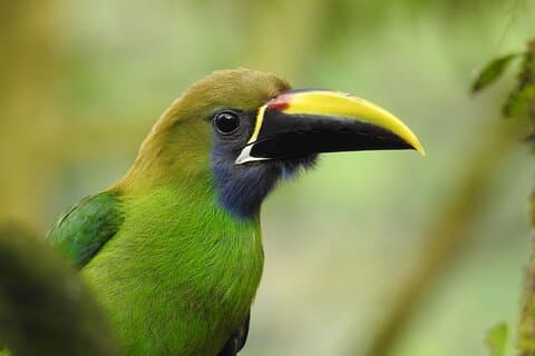 Excursion d'observation des oiseaux à La Fortuna