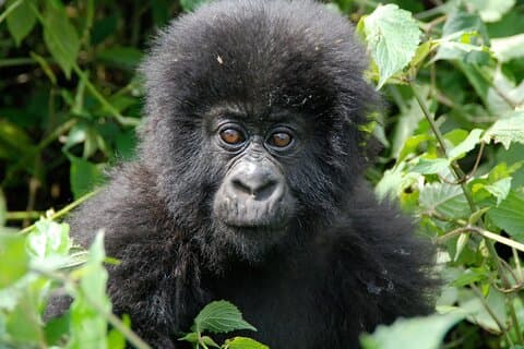 Safari privado de senderismo de gorilas de 3 días en Uganda