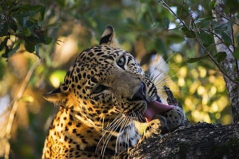 Sri Lanka Leoparder og elefanter Safari Yala og Udawalawe