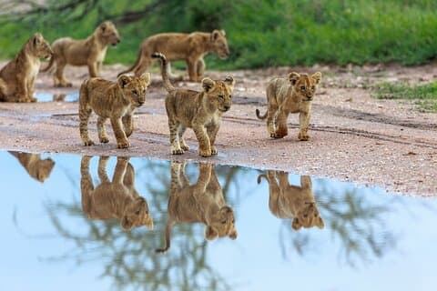 5 dagers komfortsafari i Tanzania