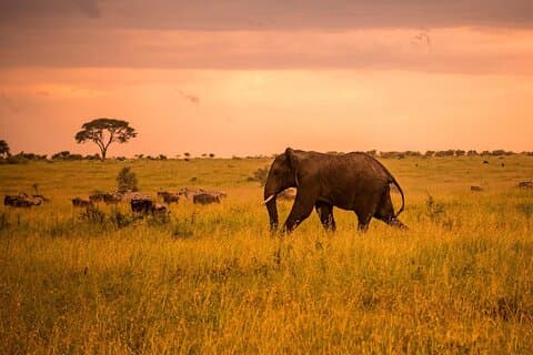 5 - Dag Privat Bedste af Tanzania Wildlife Camping Safari