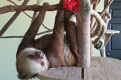 Canopy in Gamboa and visit to the sloth sanctuary
