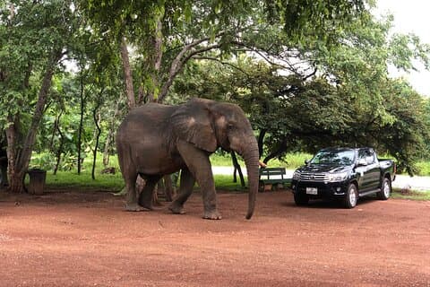 Wildlife & Adventure Tour at Mole National Park