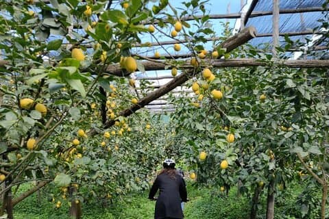 Passeio de bicicleta elétrica em Sorrento com degustação de limoncello