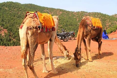 Kameelrit Dagtocht in het Atlasgebergte en de Drie Valleien in Marrakech