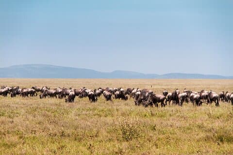 6-tägige private Tour zur Geburtssaison der Großen Gnuwanderung
