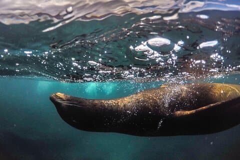 Full-Day Pinzon Island Snorkeling and Fishing