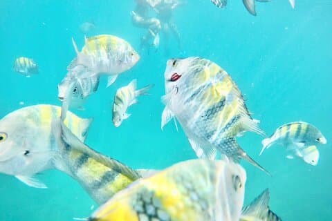 Cabo San Lucas snorkelcruise met open bar en lunch