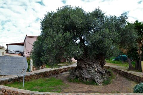 Private Chania Half-Day: Olive Tree, Brewery & Monastery