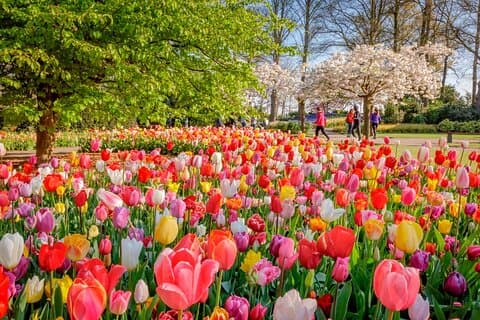 Skip-the-line Keukenhof Gardens og Tulip Fields-tur fra Amsterdam