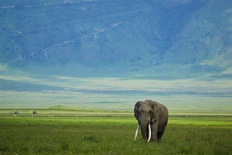 Safari de vida selvagem de 4 dias na Tanzânia