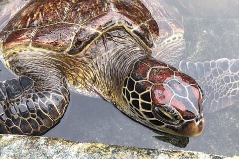 バラカ水族館;ジョザニフォレストツアー;クザ洞窟;パジェ ビーチ;ザ・ロック・レストラン