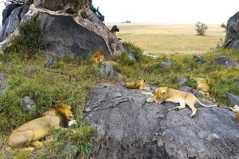 Um safari de vida selvagem na Tanzânia