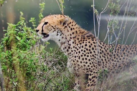 7 dages kenyansk safari