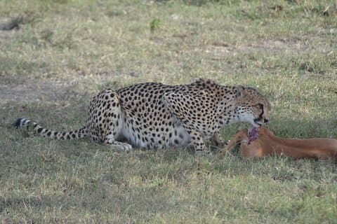 3-Day Group Safari in Masai Mara with Pick Up