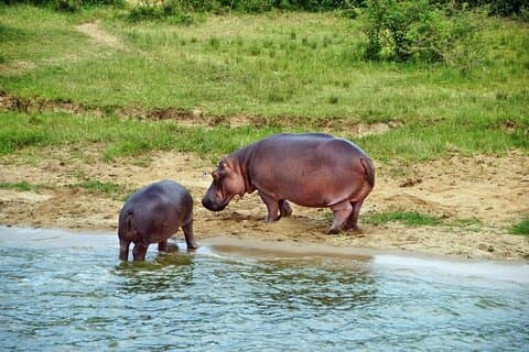 Safari privado de 3 días al Parque Nacional Queen Elizabeth en Uganda
