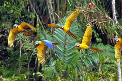 Tour de 3 días por la selva tropical de Perú