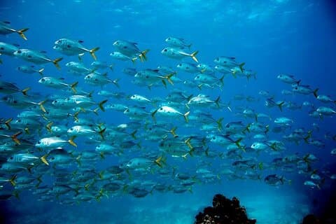 Key Largo Snorkel Tour, 2 Sites Check-In's : 7 : 30 & 12 : 00 !