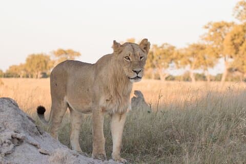 6 giorni 5 notti Victoria Falls e tour privato di hwange safari