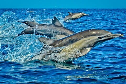 Private Dolphin Tour; Jozani Forest; Paje Beach; Kuza Cave & The Rock Restaurant