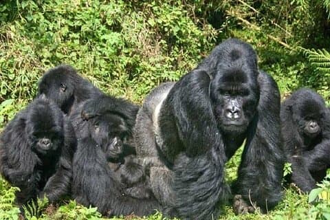 4-tägiges privates Gorilla-Trekking Bwindi Impenetrable Forest