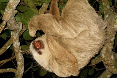 Night Tour in Arenal : Wildlife
