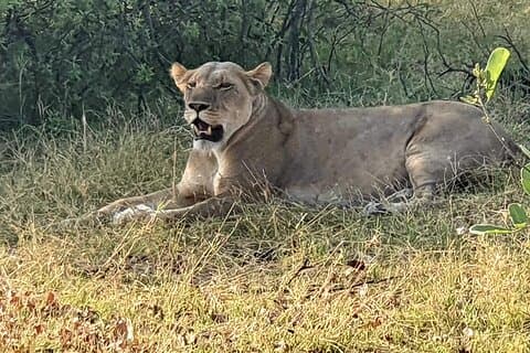 3-tägige Moremi-Safari