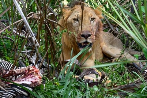 4 días 3 noches Selous (parque nacional de Nyerere) y Mikumi Adventure