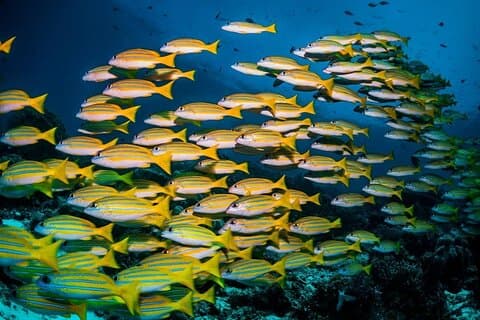 Blue Lagoon, Starfish Adventure, The Rock Restaurant, Spice Tour, Secret Garden