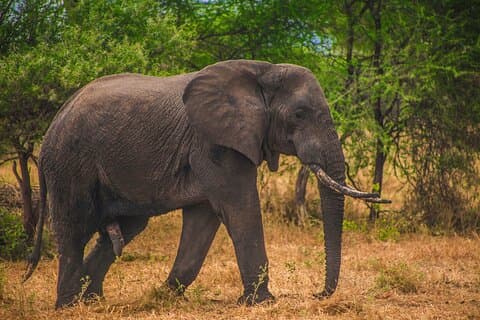 Dagtour naar Mikumi National Park vanaf Zanzibar