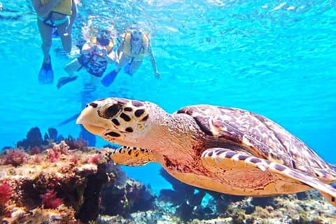 El Cielo Cozumel snorkletur - alt inkludert