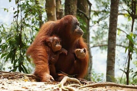 Bukit Lawang Privat dagstur i junglen for at se orangutanger